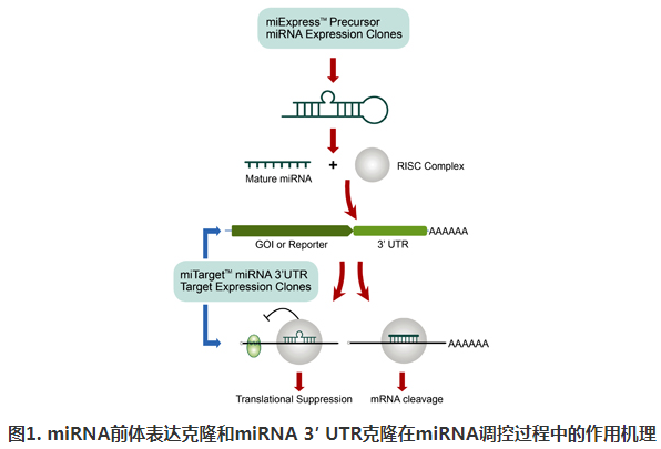 miExpress? miRNA前體表達(dá)克隆