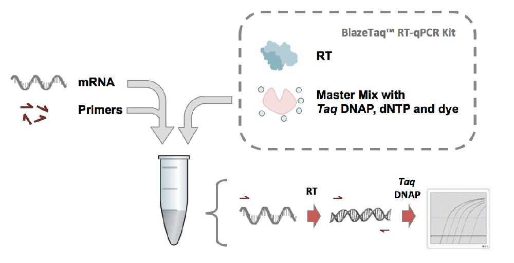 BlazeTaq? Probe One-Step RT-qPCR Kit