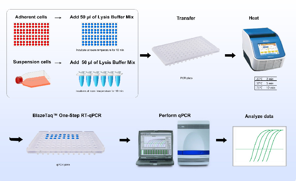 CytoCt? Cell Lysis Kit